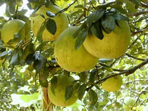 Cai Bay grapefruit